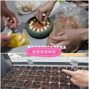 马伊琍种葱、陈彦妃发豆芽，这么多蔬菜都能水培，好吃又好养活 ...