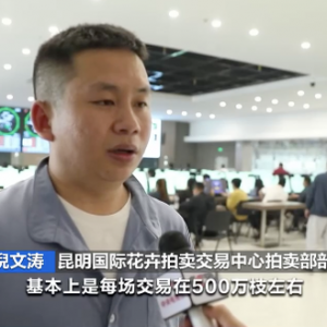 价格翻倍！母亲节临近，云南鲜切花销售旺→