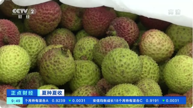 荔枝上市旺季来了！海南琼州海峡开通绿色通道 保障荔枝新鲜出岛 ...