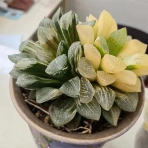 市值10万元多肉植物被偷，不会培植导致枯萎，男子获刑事措施 ...