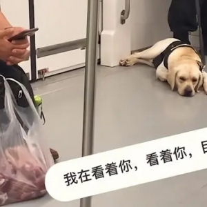 警犬眼馋小朋友手中烤肠直流口水，像是小孩子看别人吃东西一样 ...