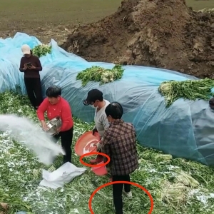 村民腌制酸菜时穿鞋踩踏，官方：正在调查酸菜是否用作买卖 ...